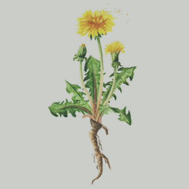 Dandelion Root Tea Bags Organic