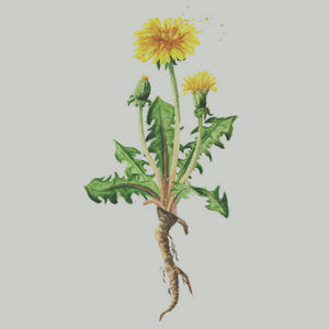 Dandelion Root Tea Bags Organic