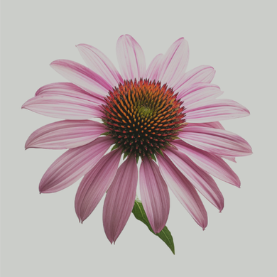 Echinacea Purpurea Cut & Sift