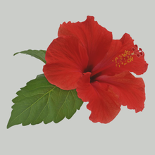 Hibiscus Heaven Tea Bags Organic