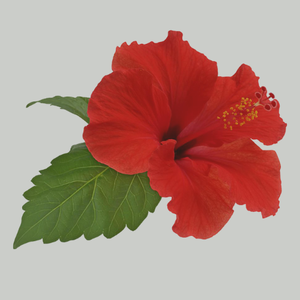 Hibiscus Heaven Tea Bags Organic
