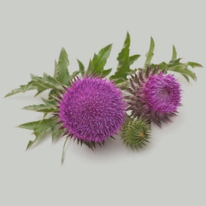 Milk Thistle Tea Bags Organic