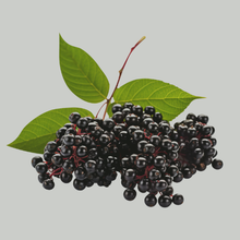 Elderberry Tea Bags Organic