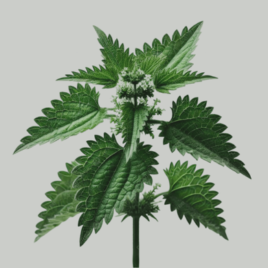 Nettle Leaf Tea Bags Organic
