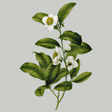 Darjeeling Tea Bags Organic