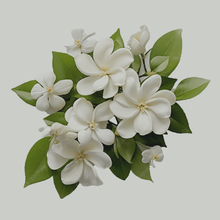 Jasmine Tea Bags Organic