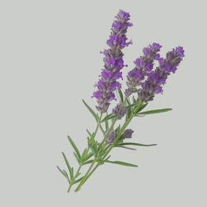Lavender Stress Support Tea Bags Organic